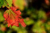 Leaf Color Change by Katie Sikora (09/08)