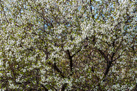 Cherry Blossoms by Len Villano