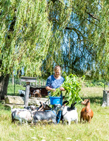 Grasse Acres Goats by Len Villano