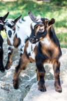 Grasse Acres Goats by Len Villano