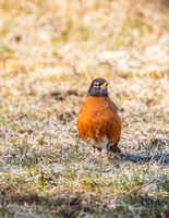 Robins Spring Birds by Len Villano