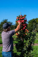 Robertson Apple Orchard by Len Villano