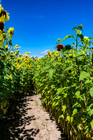 Hiking the Sunflower Maze by Len Villano