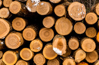 Logs at Pot Park by Len Villano