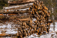 Logs at Pot Park by Len Villano